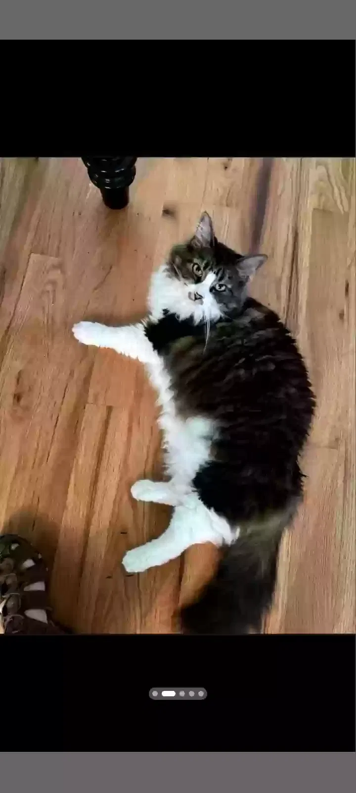 Lost cat in Jefferson, NC, 28640