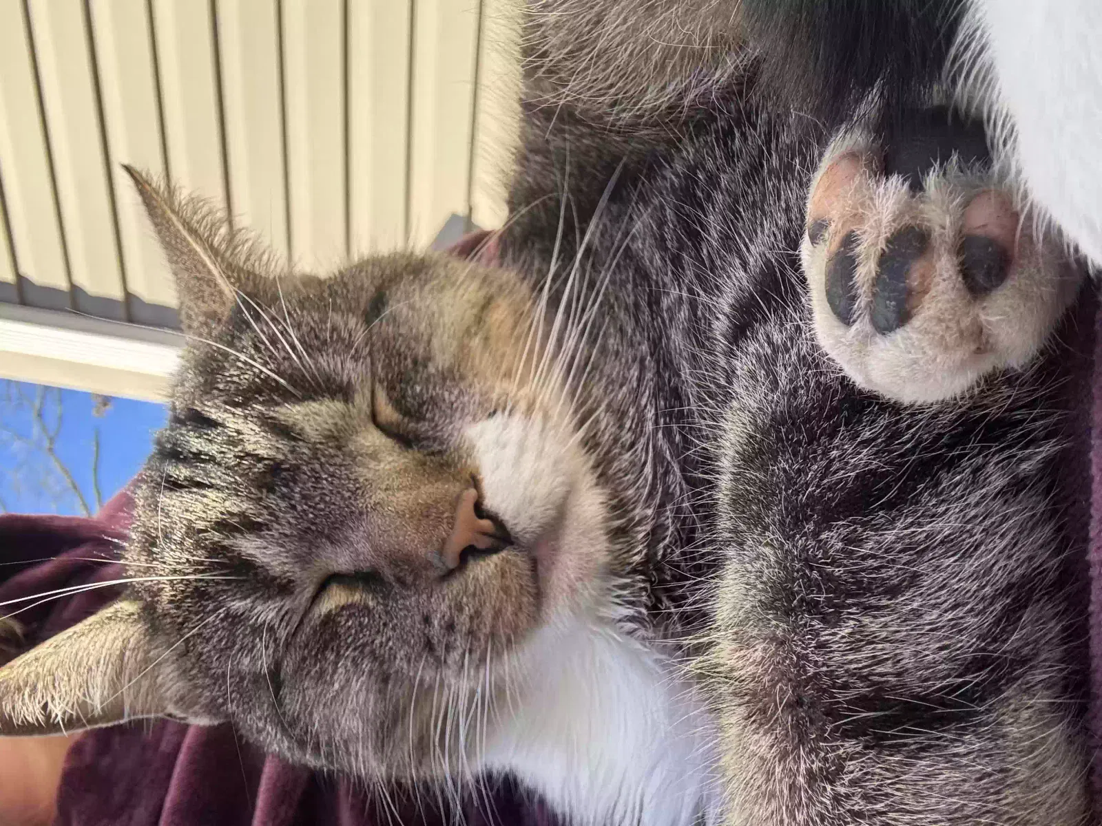 Found cat in Hickory, NC, 28601