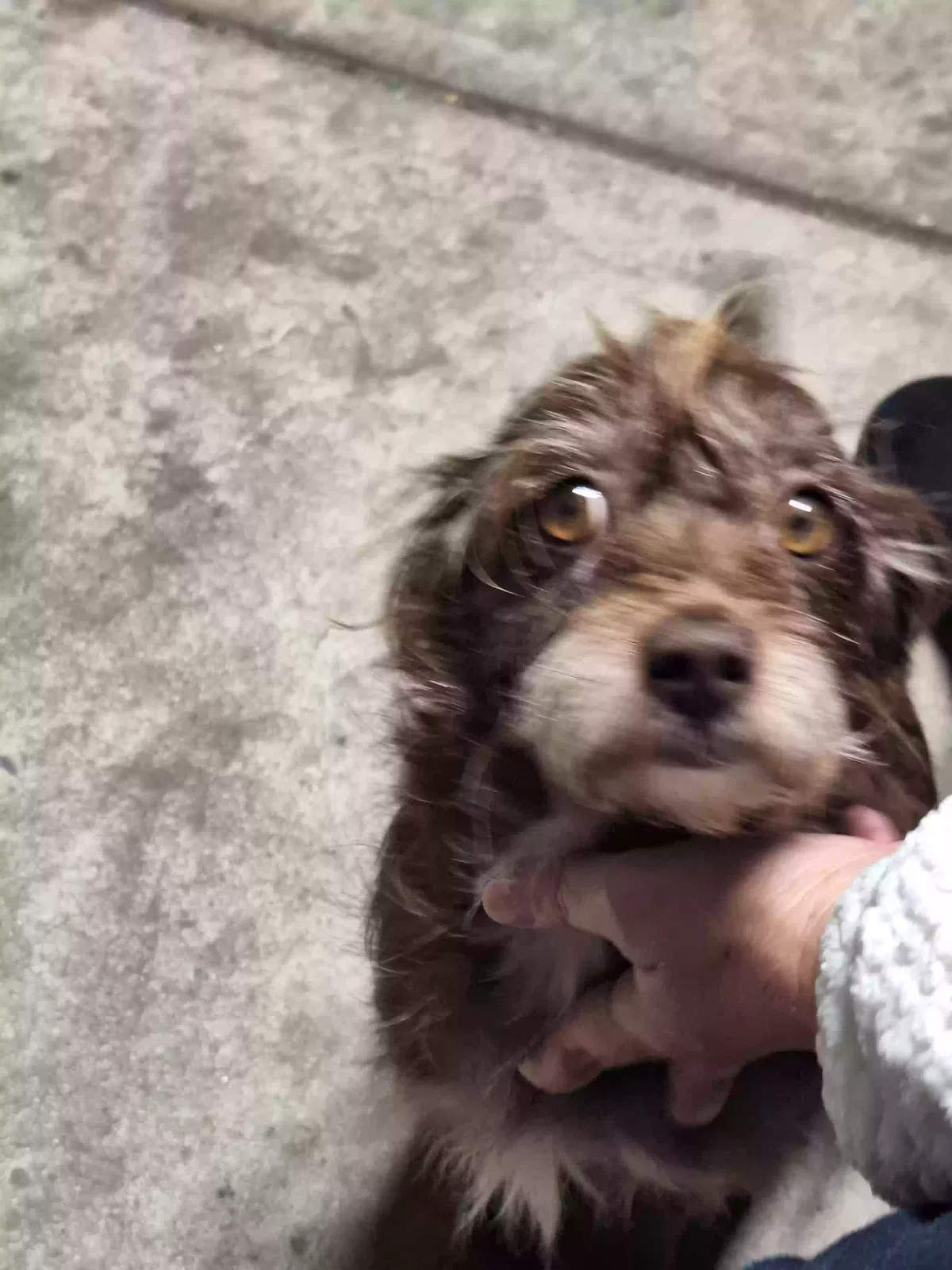 Lost dog in La Puente, CA, 91746