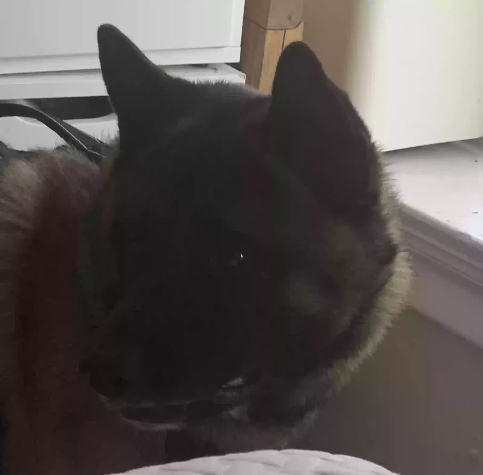 Found dog in San Francisco, CA, 94109