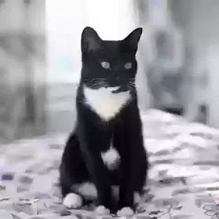 Lost cat in Midlothian, VA, 23112