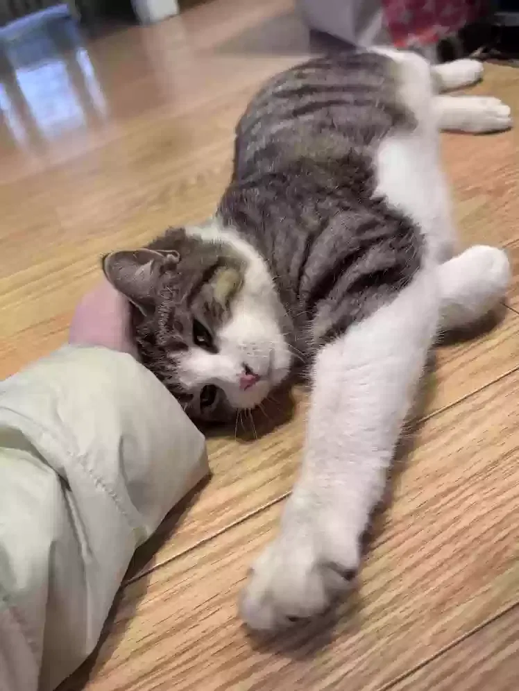 Found cat in Bagley, IA, 50026