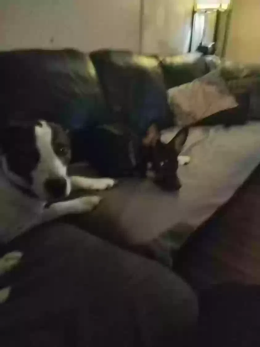 Lost dog in Woodruff, SC, 29388