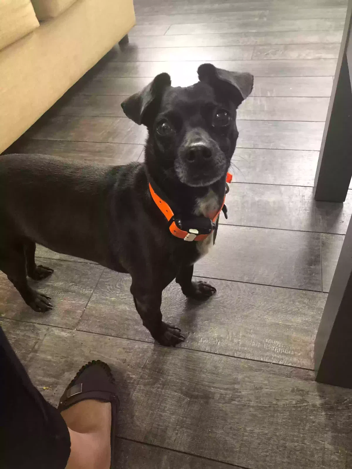 Lost dog in Columbus, OH, 43213