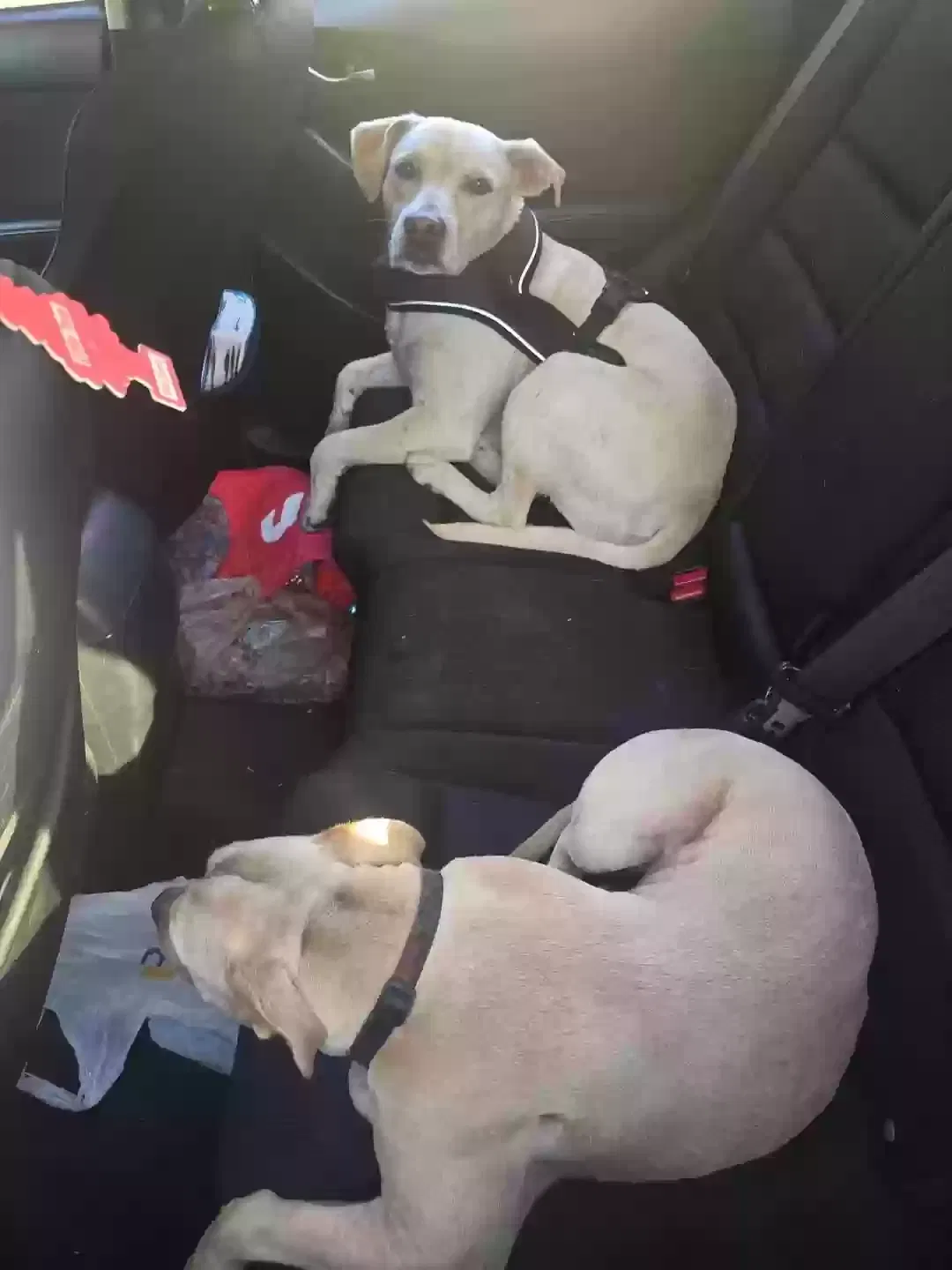 Lost dog in Spring Hill, FL, 34610