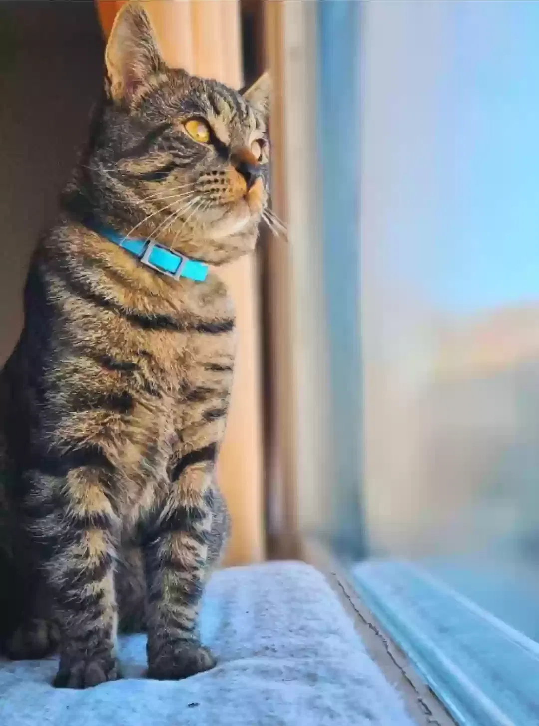 Lost cat in East Hartford, CT, 6118