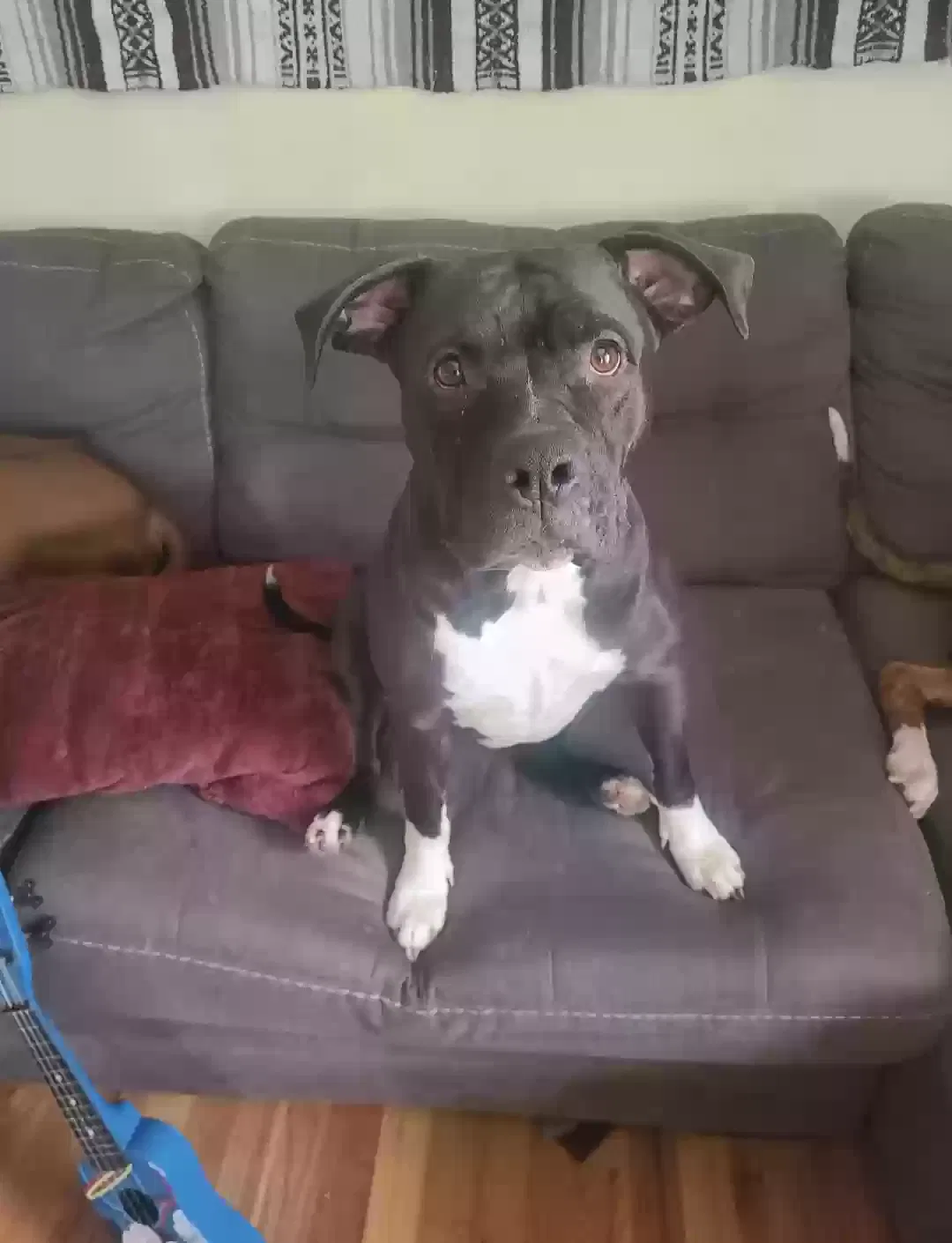 Lost dog in Denver, CO, 80221
