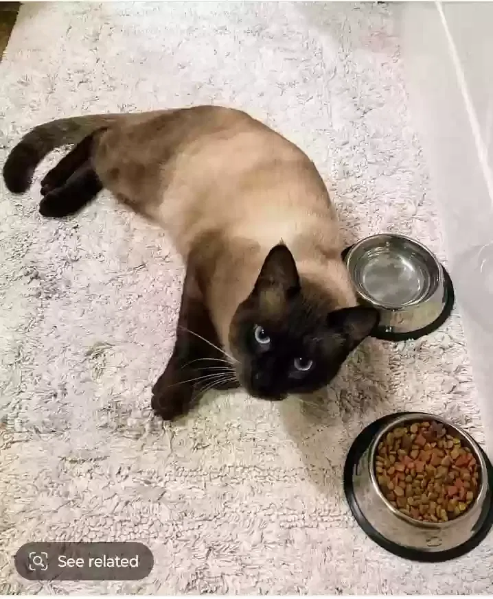 Found cat in Altha, FL, 32421
