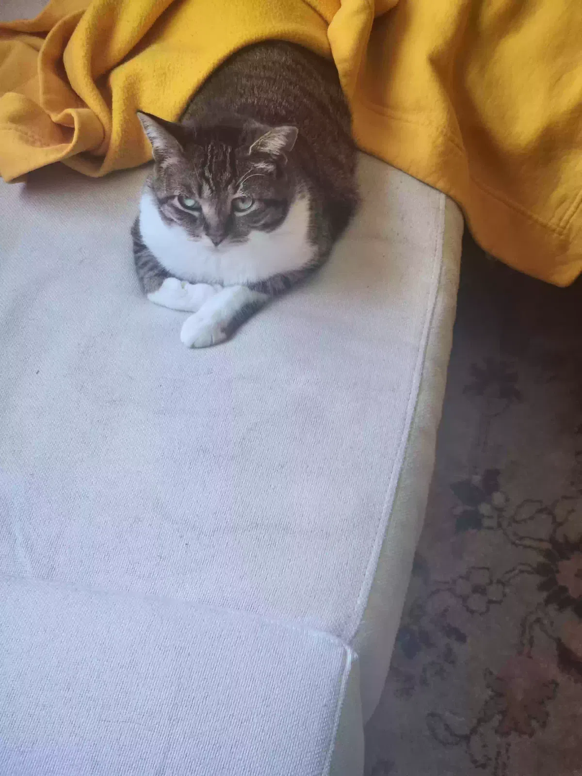 Lost cat in Portland, OR, 97218