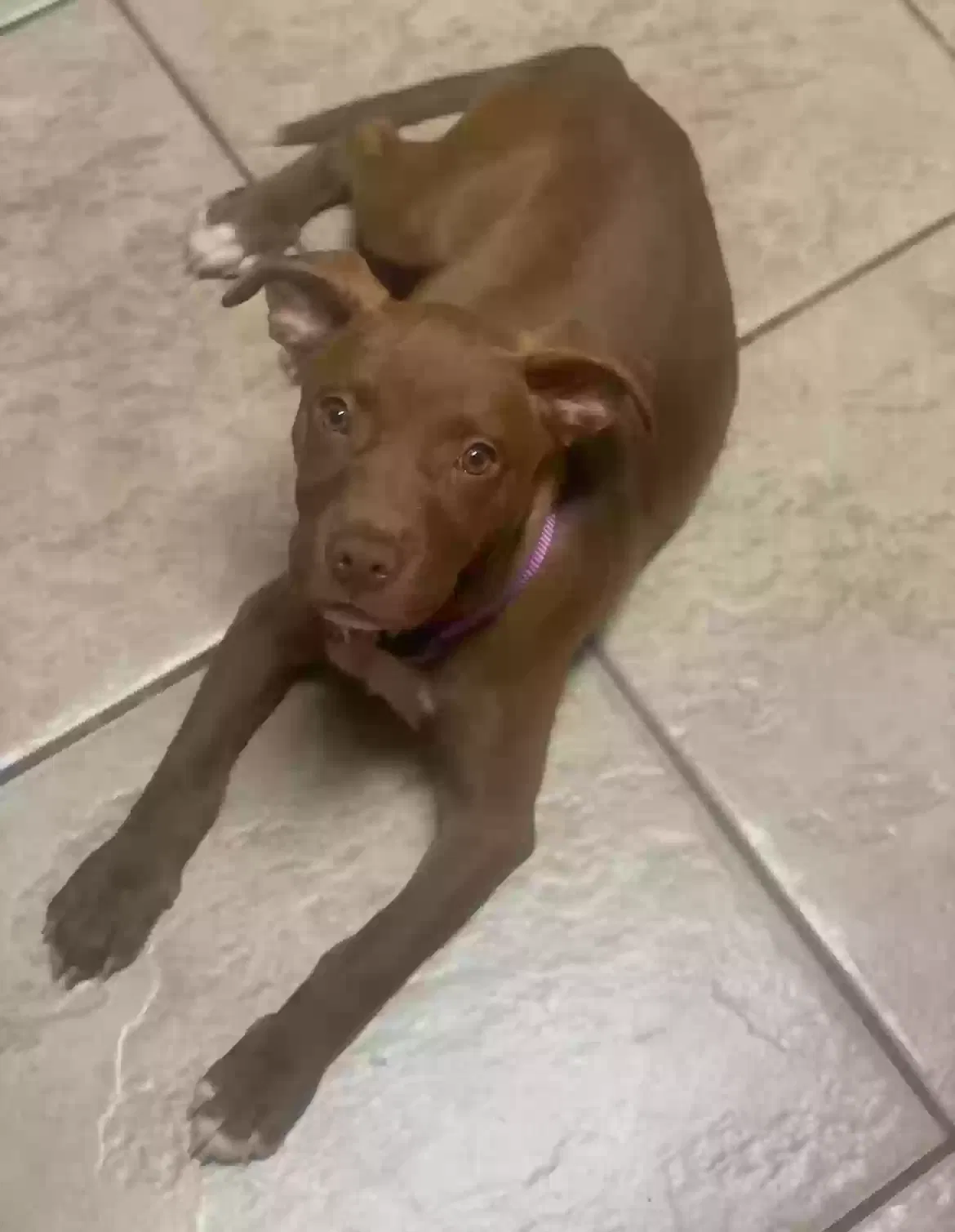 Lost dog in Hammond, LA, 70401