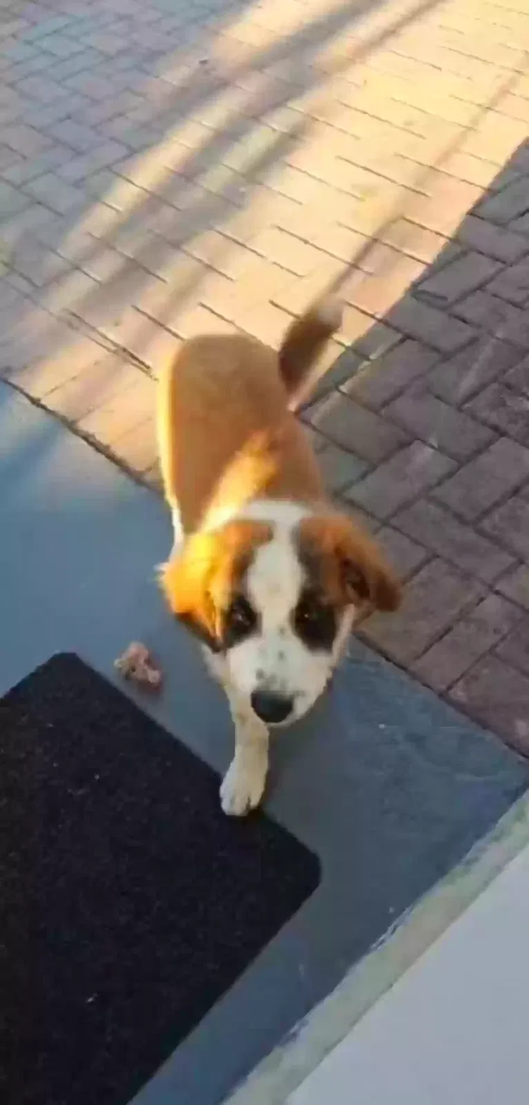 Lost dog in Miami, FL, 33183