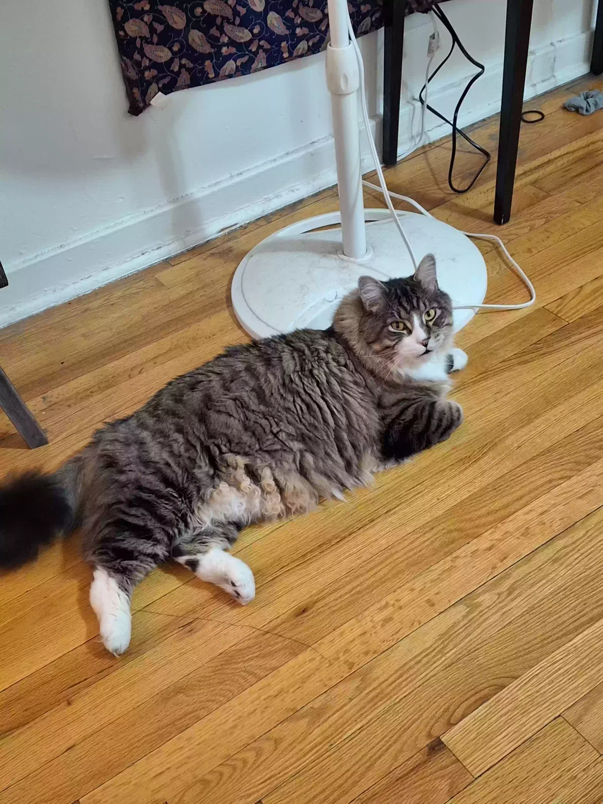 Lost cat in Gardner, KS, 66030