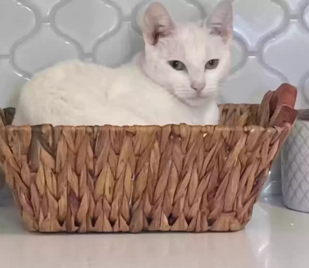 Lost cat in Philadelphia, PA, 19119
