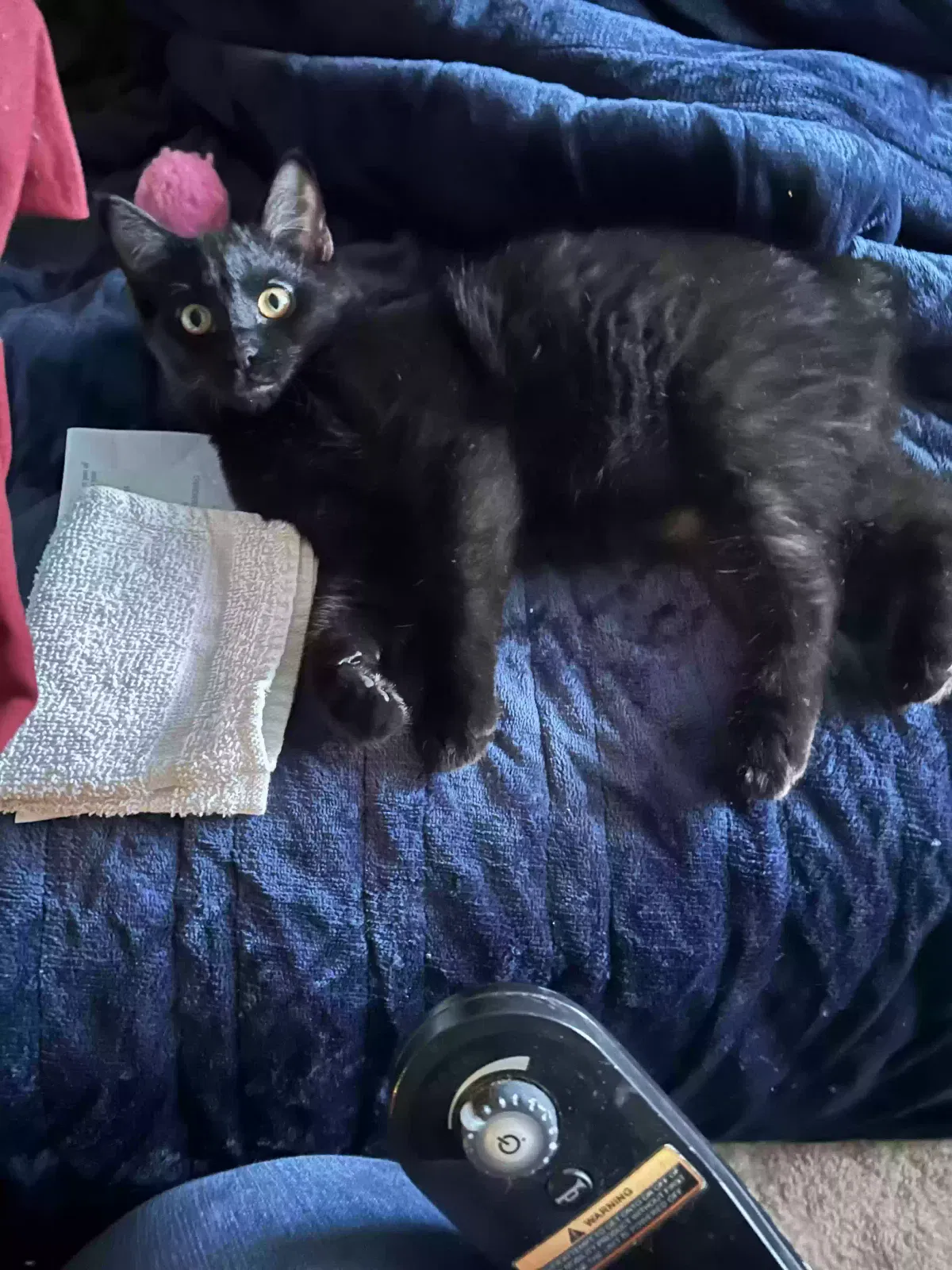 Lost cat in Oklahoma City, OK, 73130