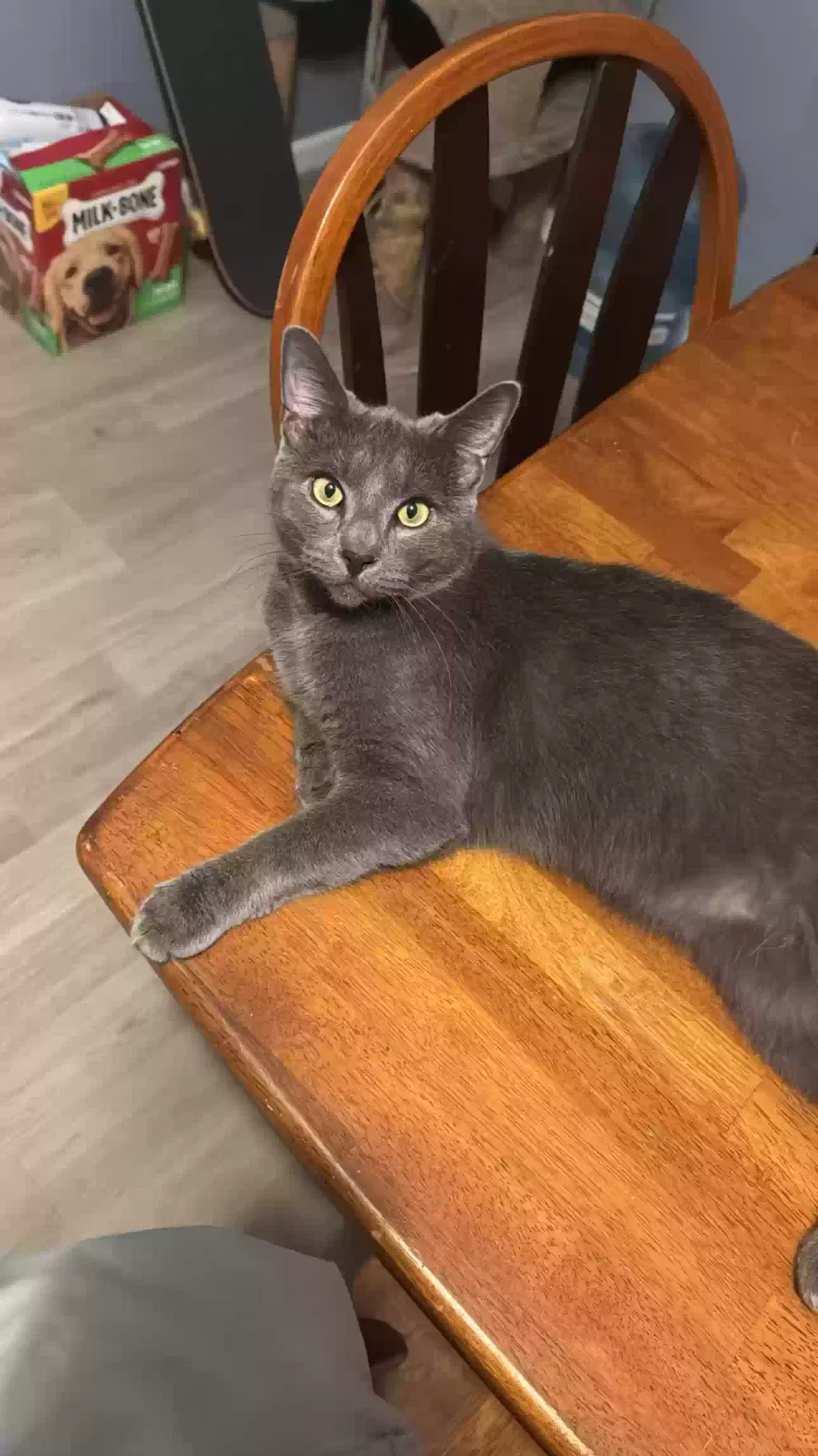 Lost cat in Houston, TX, 77011