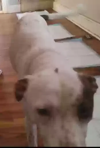 Lost dog in Valley Village, CA, 91607