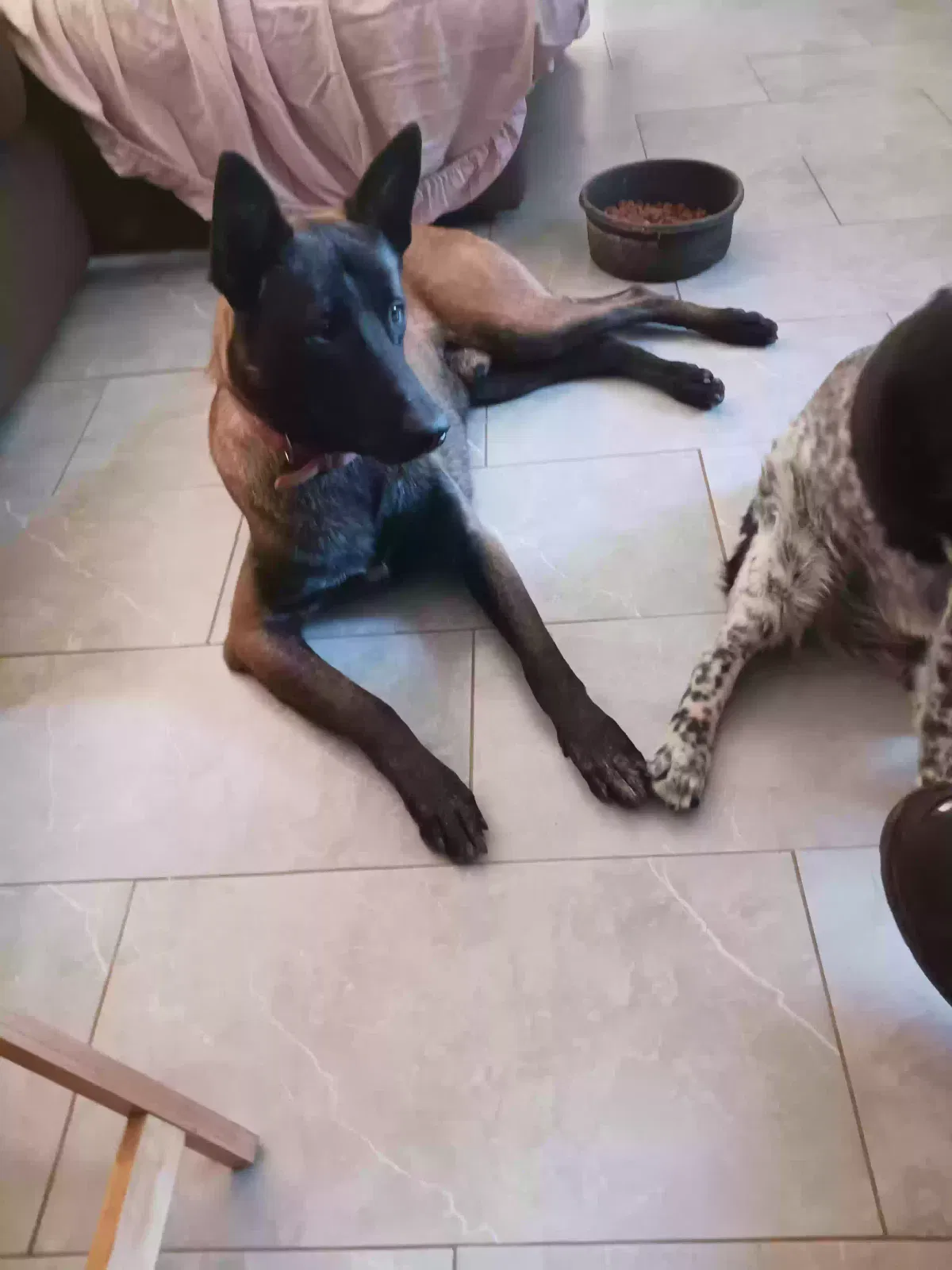 Lost dog in Woodlake, CA, 93286