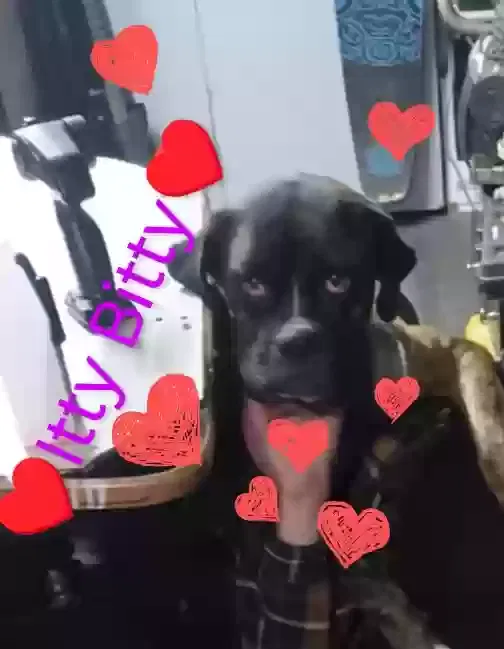 Lost dog in San Bernardino, CA, 92405