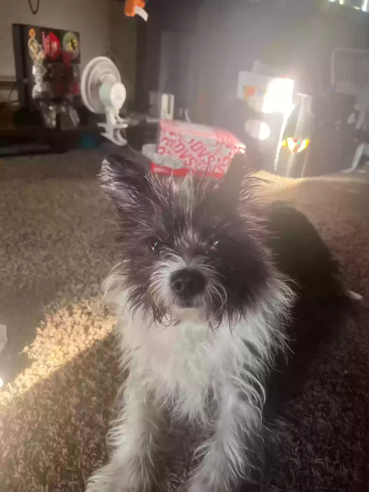 Lost dog in Boise, ID, 83702