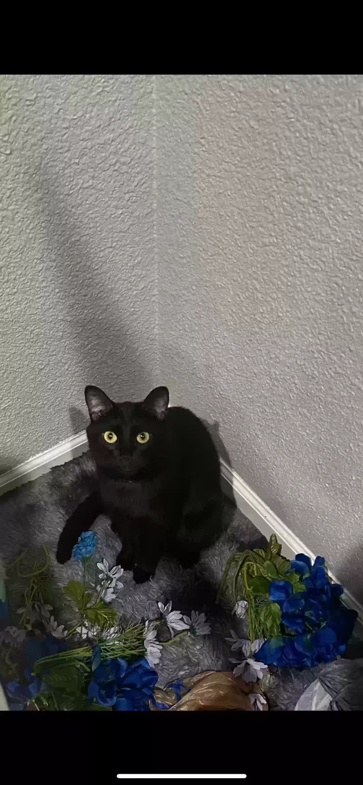 Lost cat in Abilene, TX, 79601