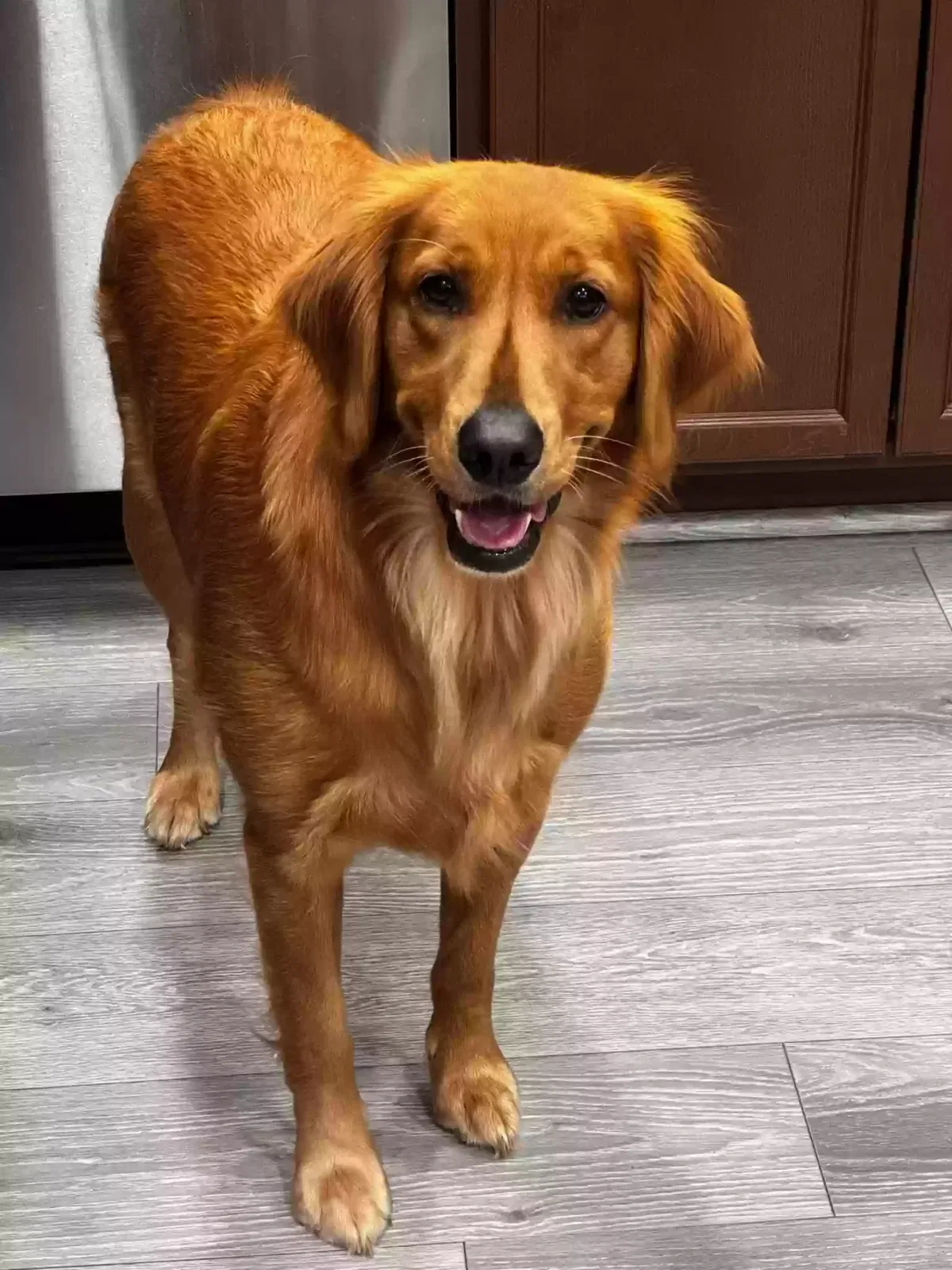 Lost dog in Oxon Hill, MD, 20745