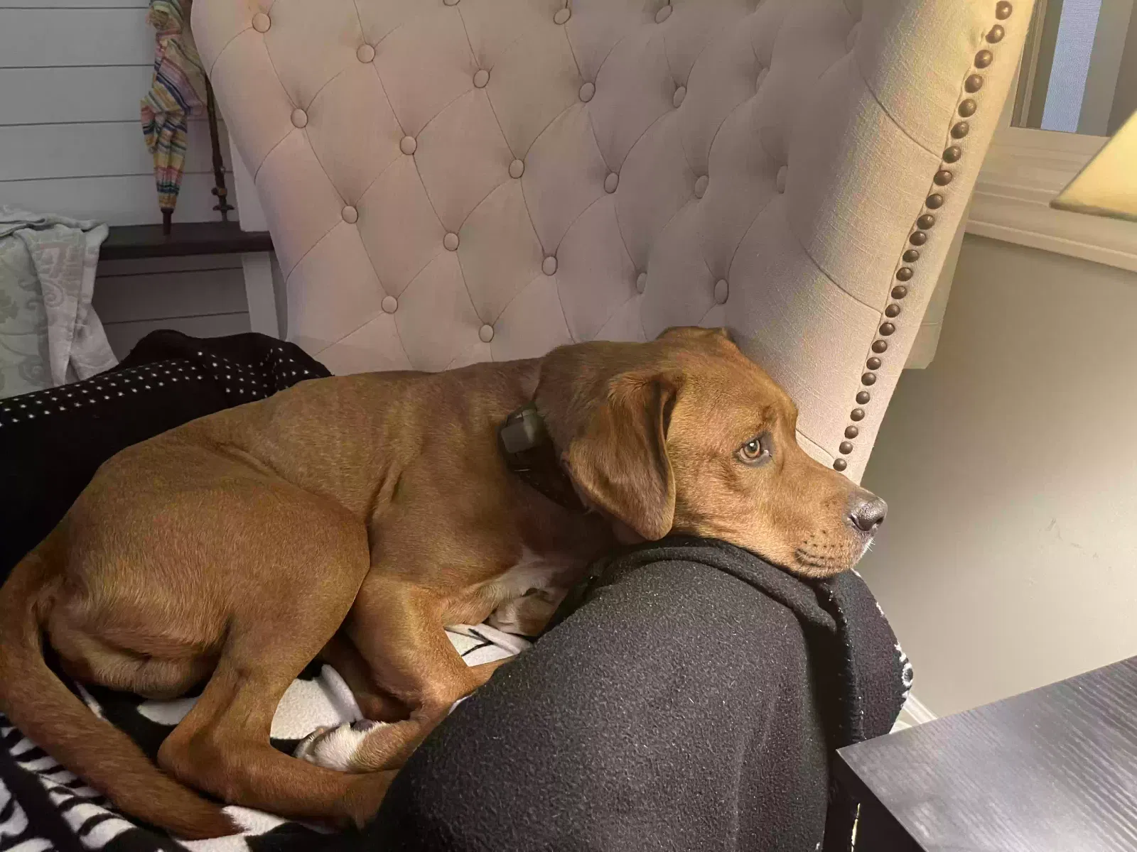 Found dog in Greeneville, TN, 37743