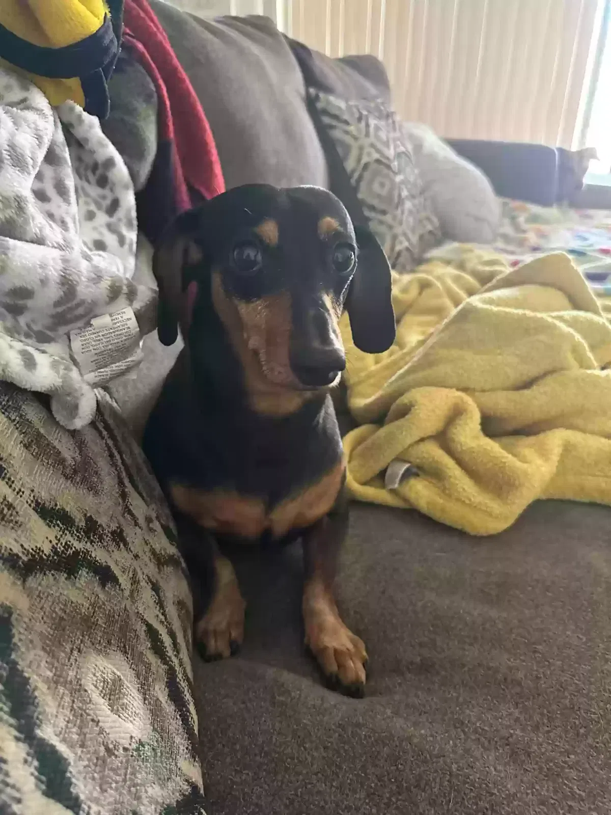 Lost dog in Phoenix, AZ, 85021