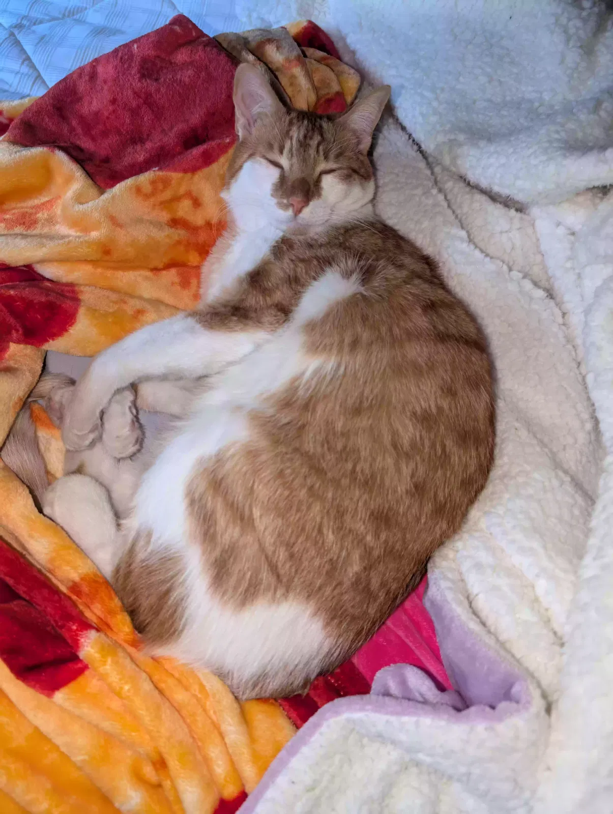 Lost cat in Julian, CA, 92036