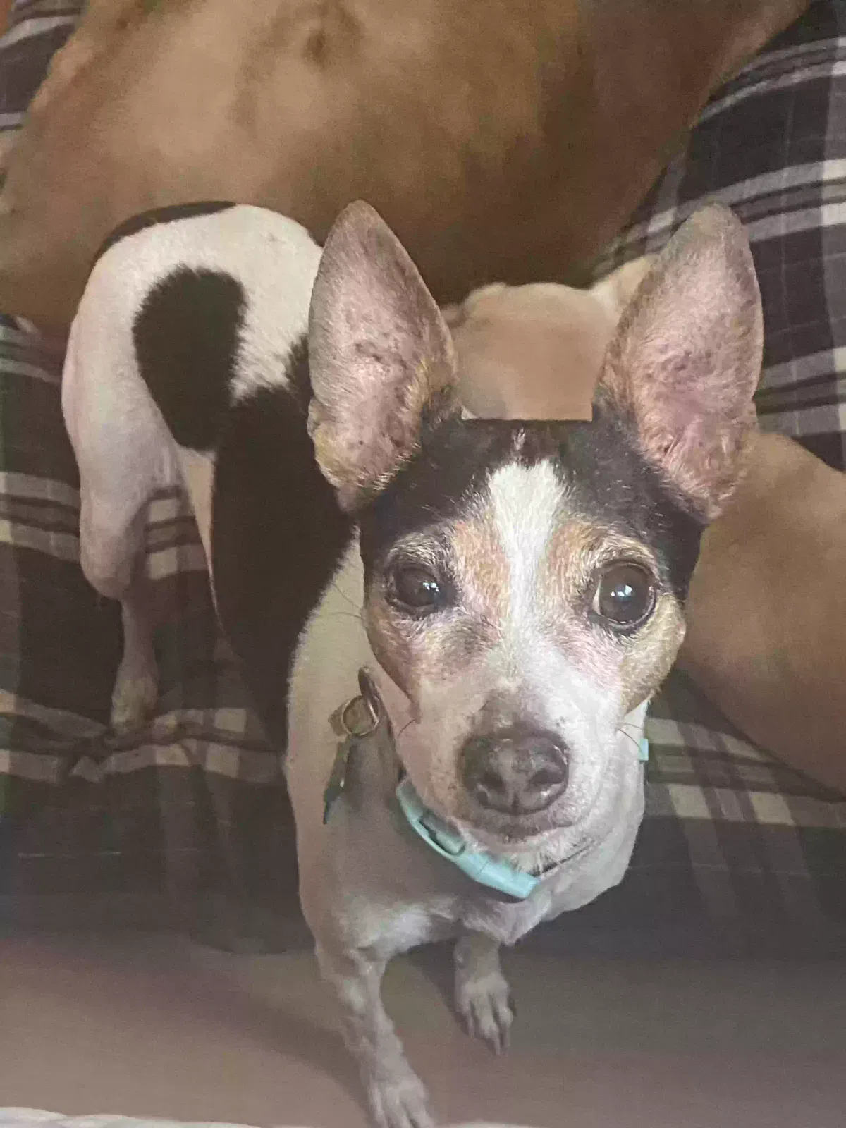 Lost dog in San Bernardino, CA, 92405