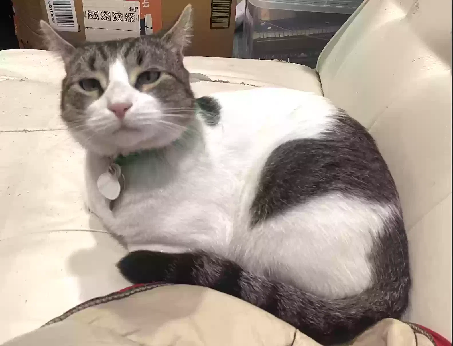 Lost cat in Hartford, CT, 6106