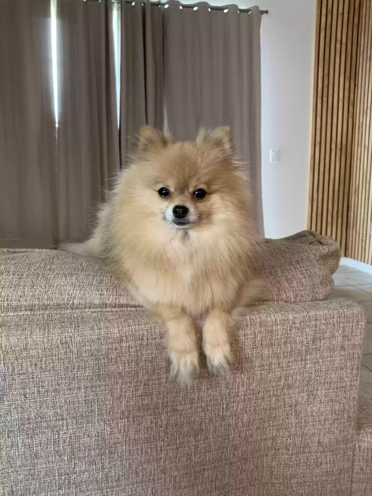 Lost dog in Ocala, FL, 34482