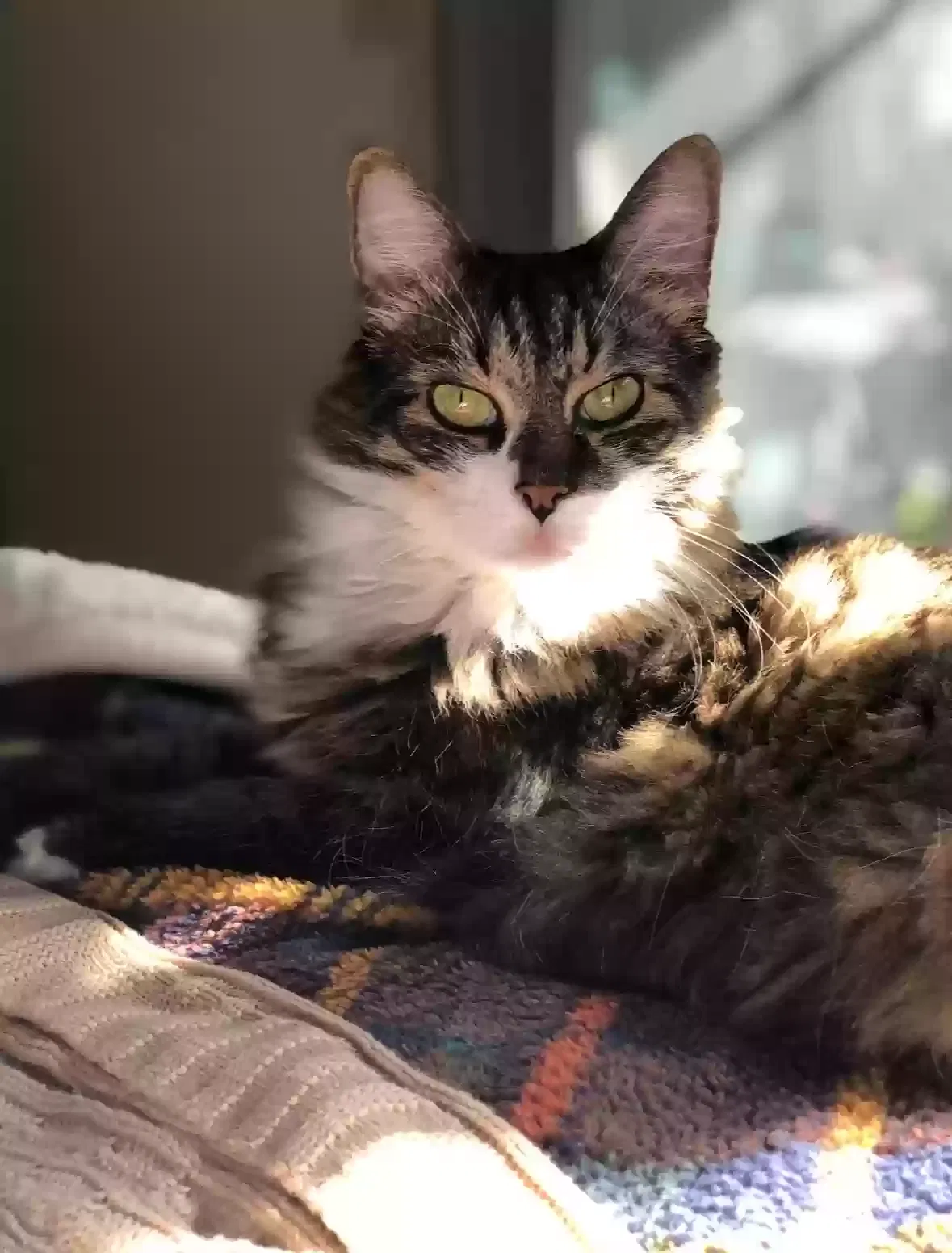 Lost cat in Orlando, FL, 32804