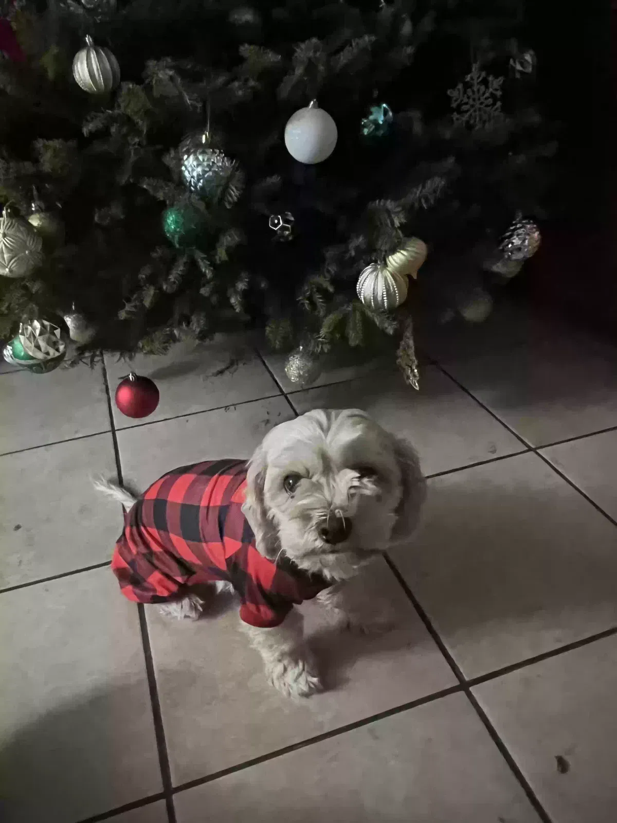 Lost dog in Santa Ana, CA, 92707