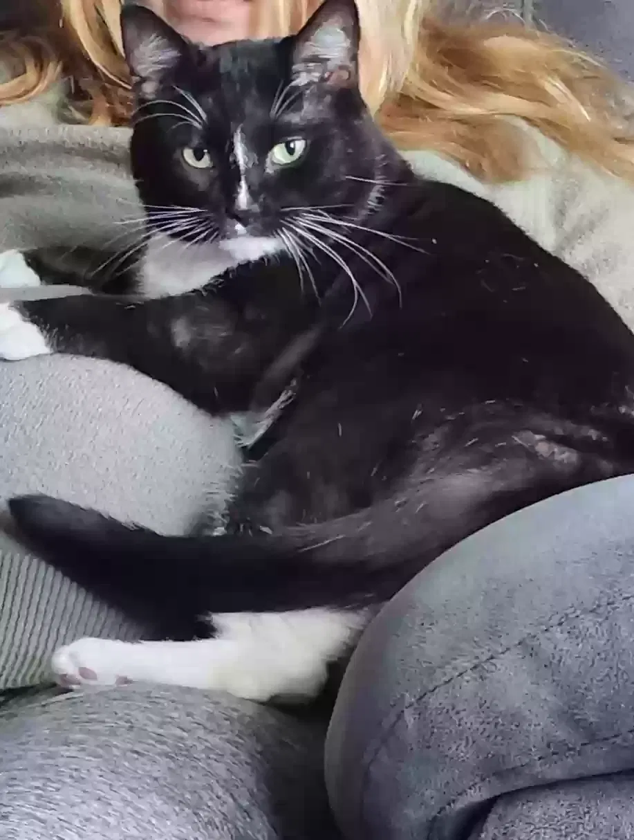 Lost cat in Hickory, NC, 28601