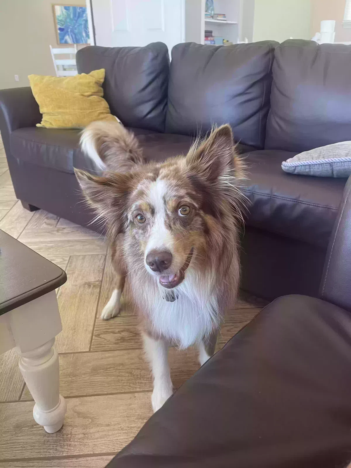 Lost dog in Westlake, OH, 44145