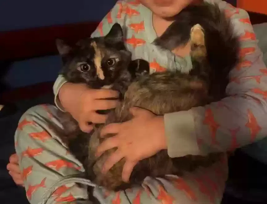 Lost cat in Aurora, CO, 80016
