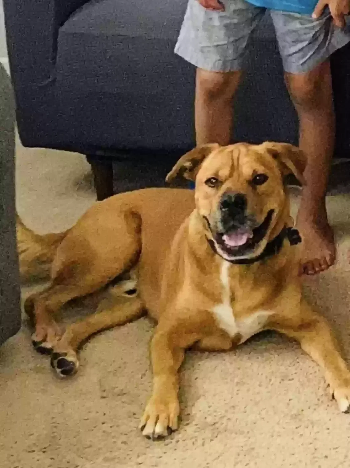 Lost dog in Tulsa, OK, 74131