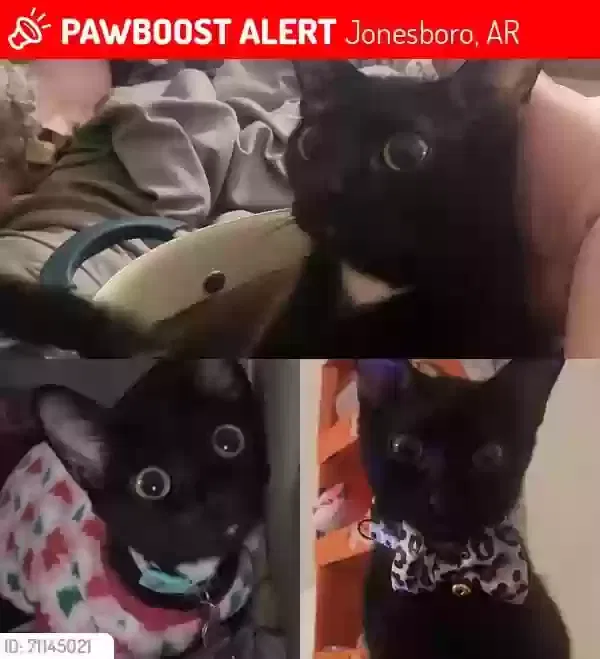 Lost cat in Jonesboro, AR, 72401