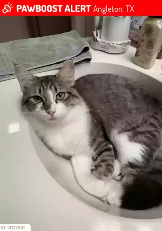 Lost cat in Angleton, TX, 77515