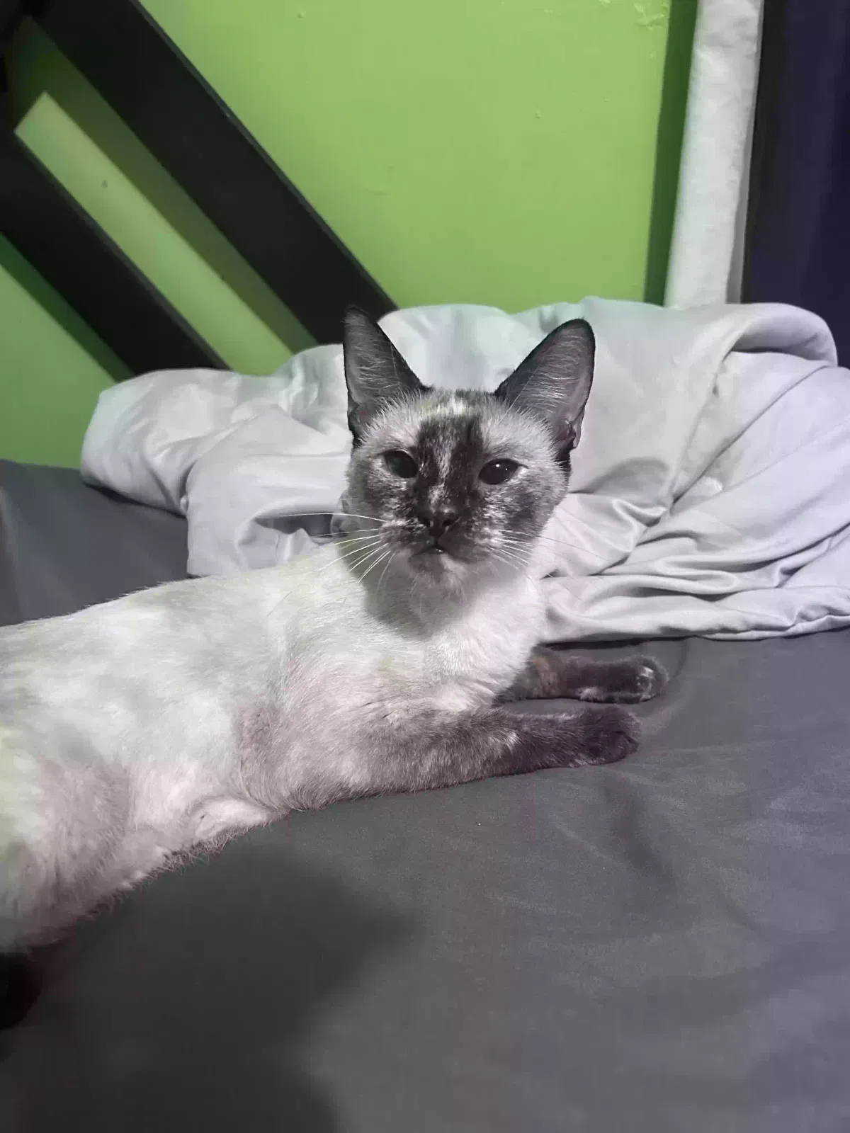 Lost cat in San Bernardino, CA, 92411