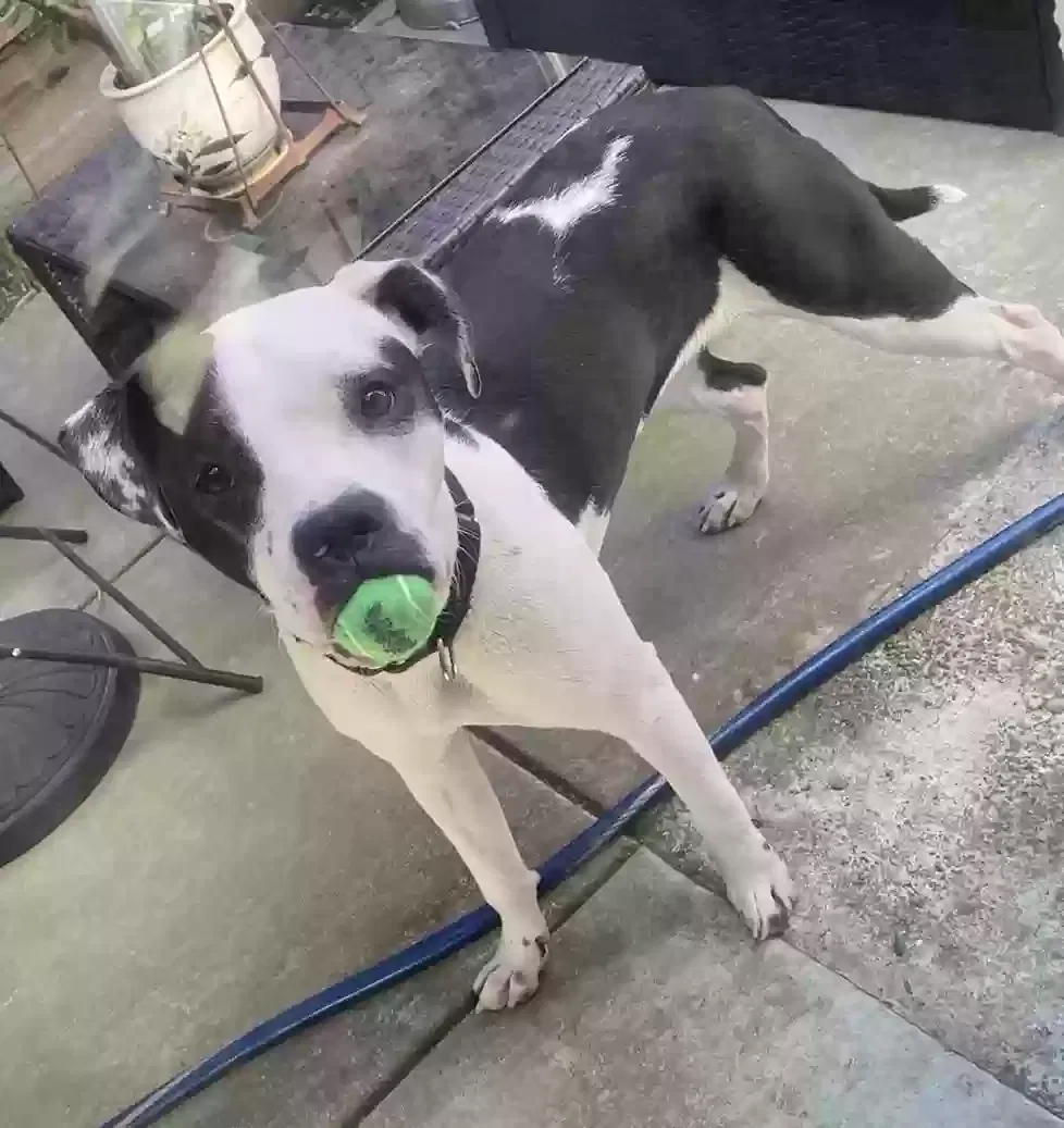 Lost dog in Fort Wingate, NM, 87316