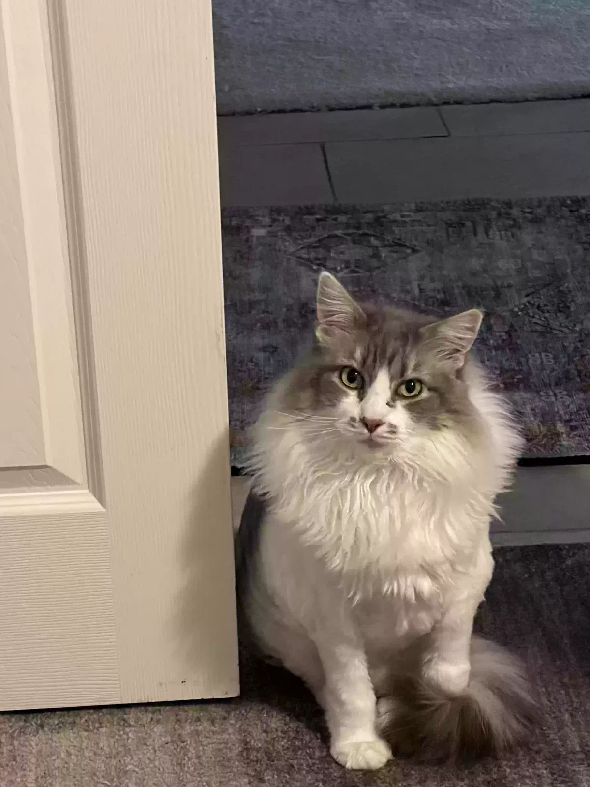 Lost cat in Forney, TX, 75126