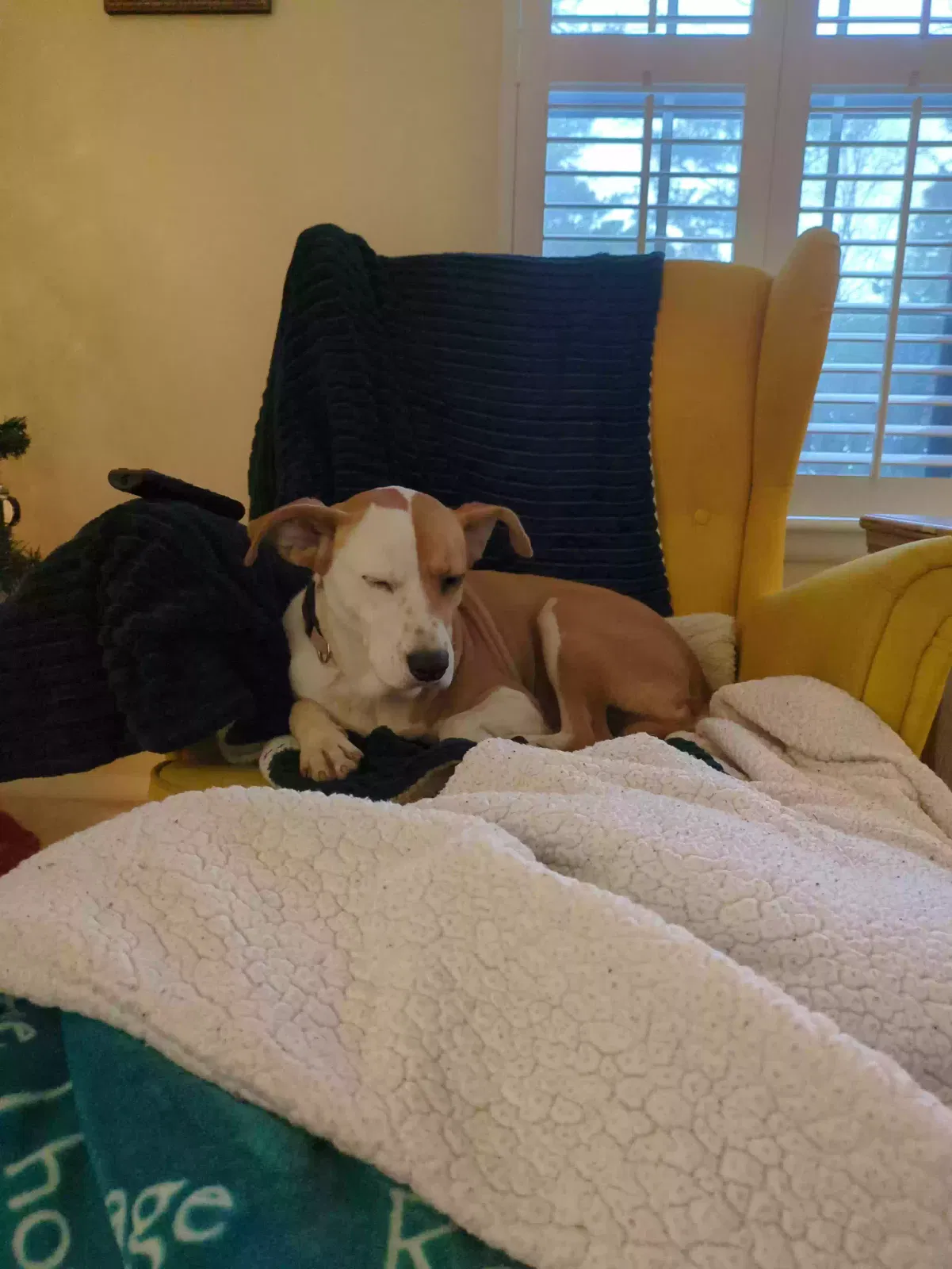 Found dog in Raleigh, NC, 27609
