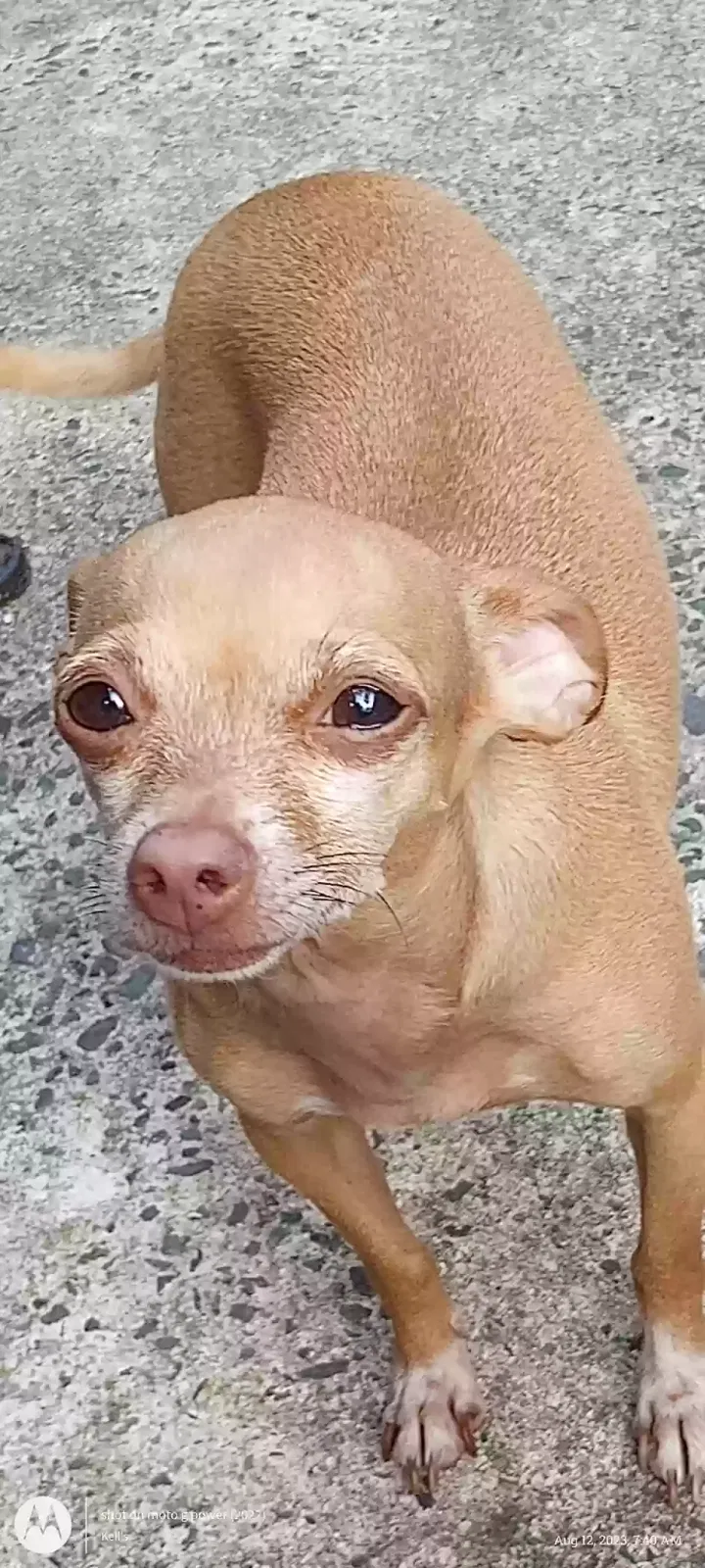 Lost dog in West Columbia, SC, 29172