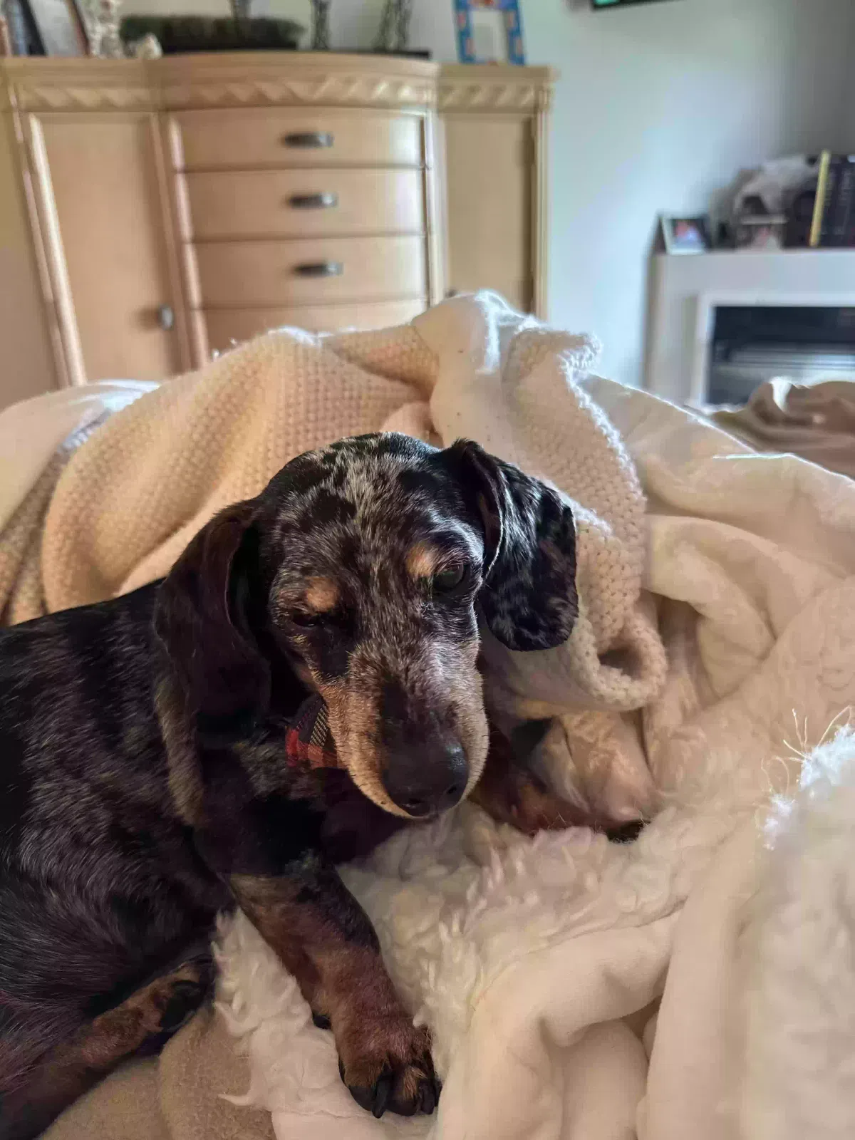 Lost dog in Okeechobee, FL, 34974