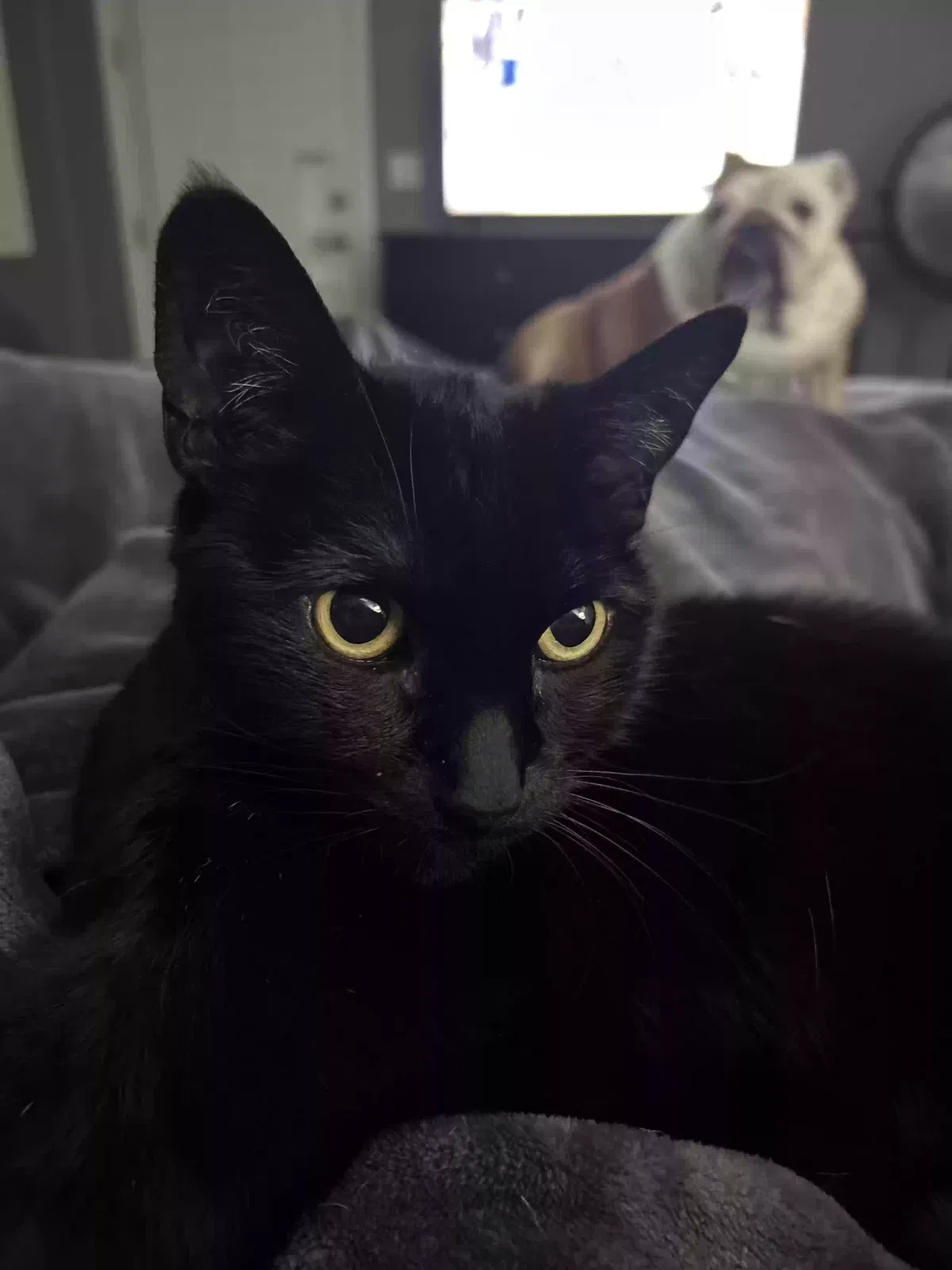 Lost cat in Las Vegas, NV, 89166