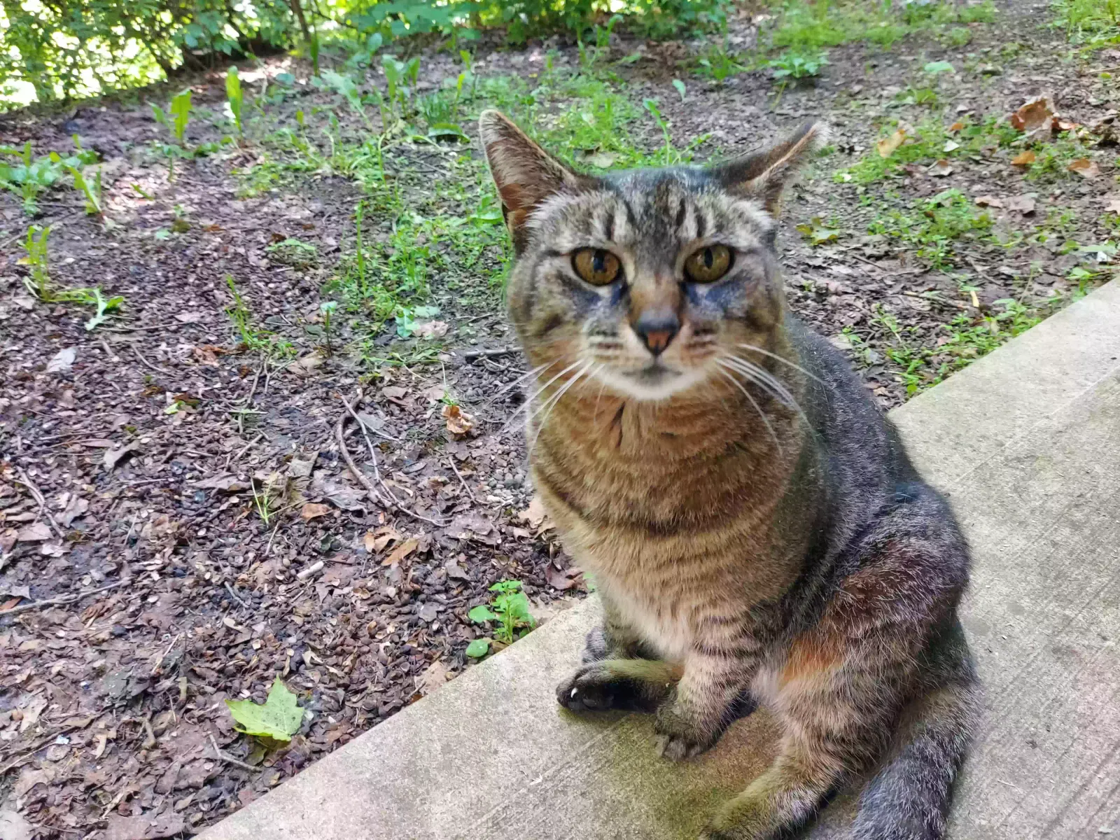 Lost cat in Pickerington, OH, 43147