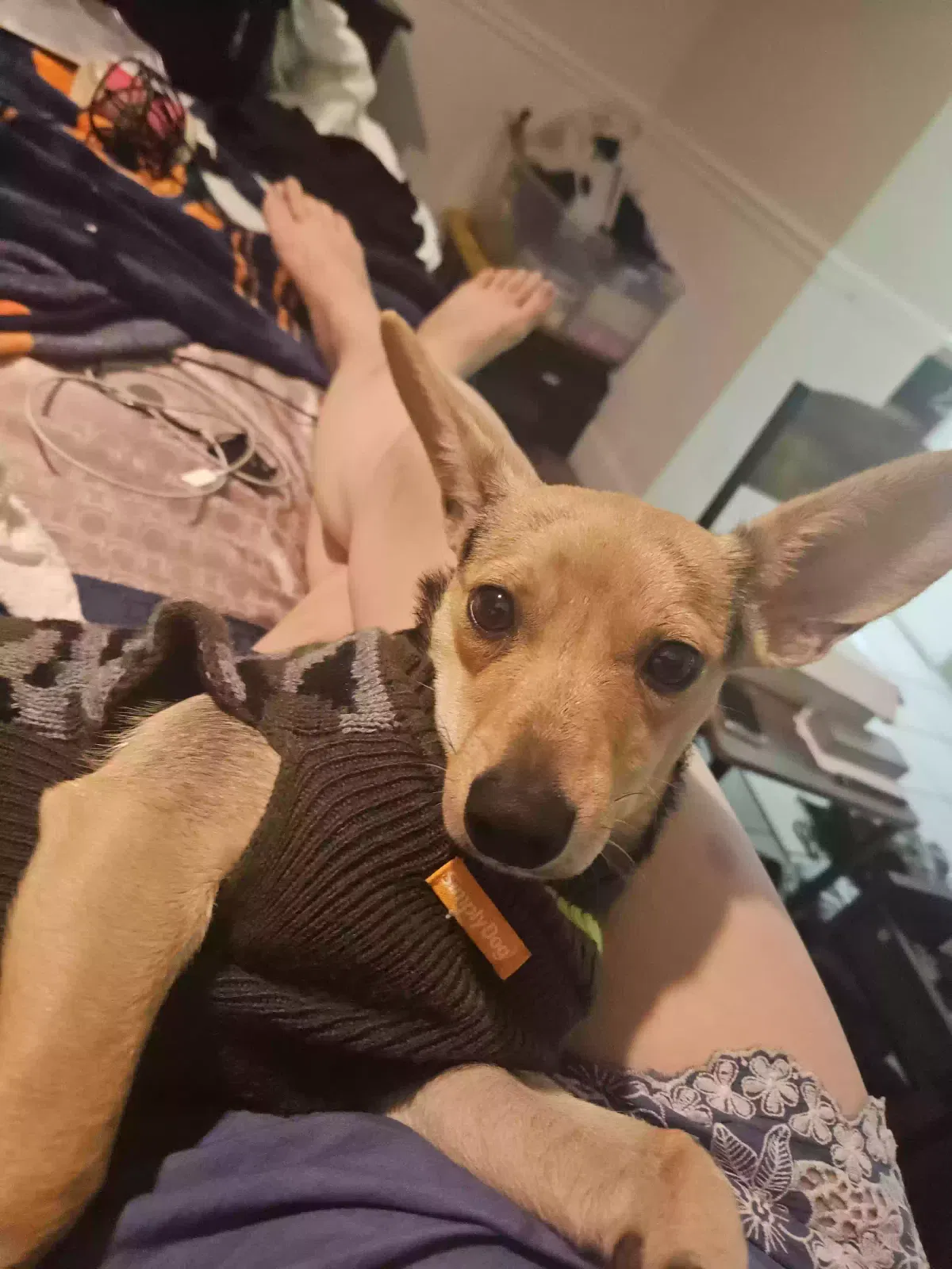 Lost dog in Lancaster, CA, 93534