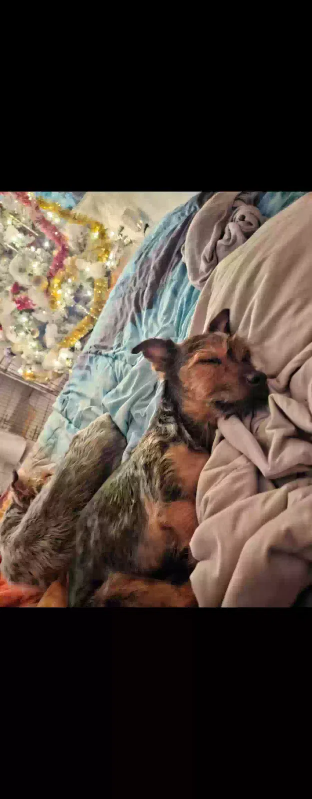 Lost dog in Fort Lauderdale, FL, 33304