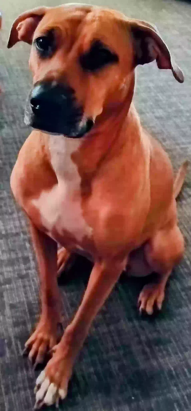 Lost dog in Camden, SC, 29020